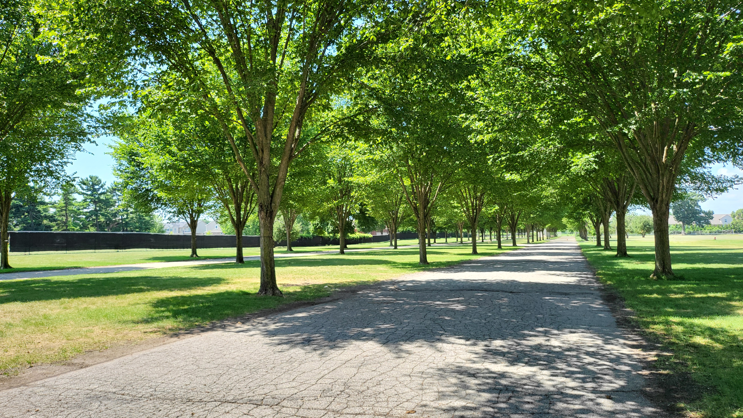Q32025 Elm Trees - 2